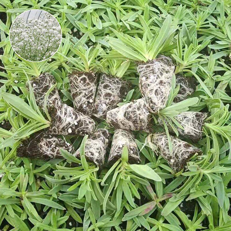 满天星花苗伊洛斯鲜切花小苗盆栽苗别墅庭院园林绿化用好养活花卉