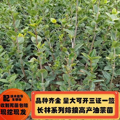 长林系列高产嫁接油茶苗基地直销