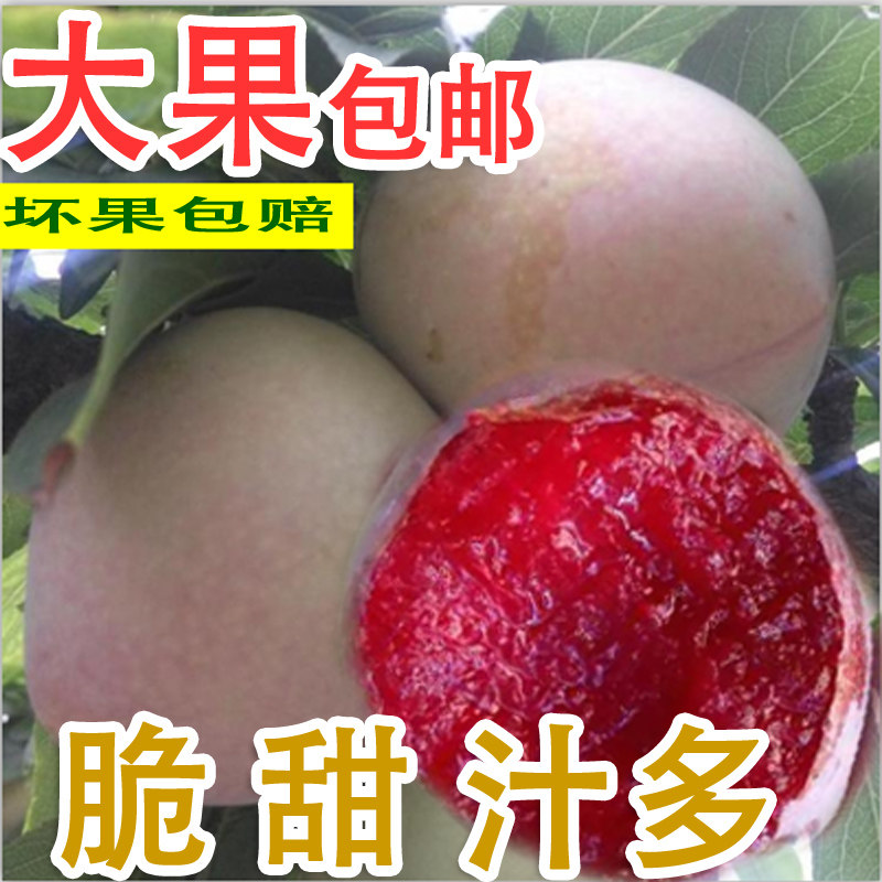 嵊州特产桃形李新鲜现摘水果三华李子王羲之圣果桃型李红心李子