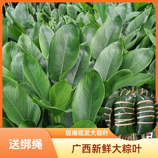 广西大粽叶家用粽子叶大宽叶新鲜柊叶肇庆裹蒸粽叶子过年过节粑粑