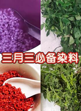 【下单送教程】新鲜紫蓝草红蓝草染饭花广西五色糯米饭植物染料