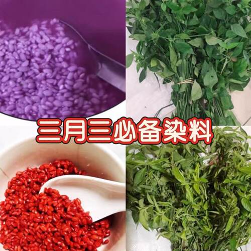 【下单送教程】新鲜紫蓝草红蓝草染饭花广西五色糯米饭植物染料