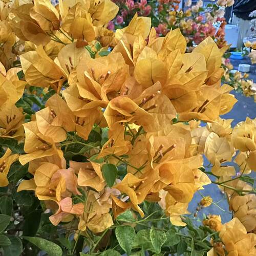三角梅原生高飘爬藤阳台盆栽花卉植物带盆基地现发直播间一物一拍