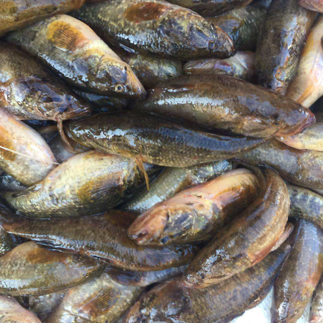 老头鱼黑龙江东北抚远特产纯天然小老头鱼新鲜速冻4斤顺丰包邮