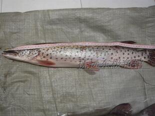 黑龙江乌苏里江抚远县特产纯江黑斑狗鱼单条4斤到15斤顺丰包