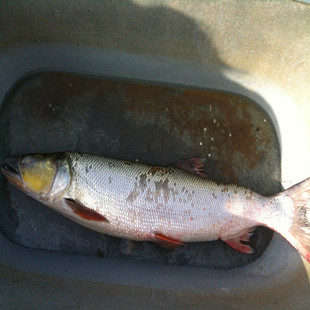 黑龙江抚远特产纯江鳡条鱼鱤鱼杆鱼黄钻鱼5斤到45斤顺丰包邮