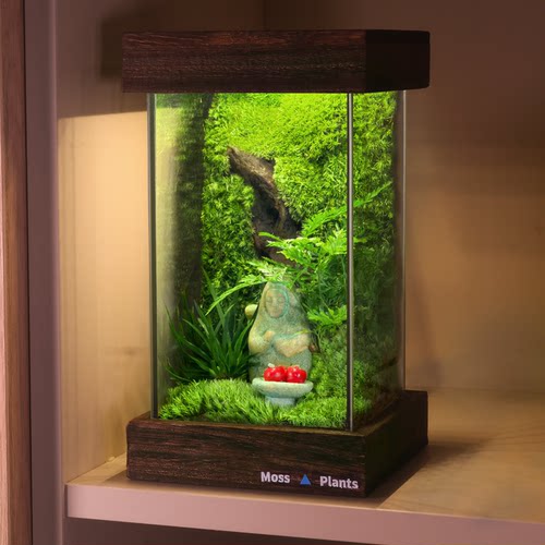 苔藓微景观生态雨林缸桌面宿舍摆件盆栽植物办公室diy生态瓶礼物