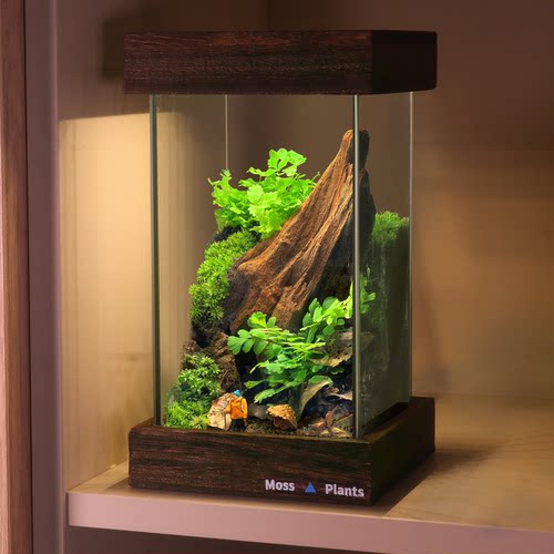 苔藓微景观生态雨林缸桌面宿舍摆件盆栽植物办公室diy生态瓶礼物