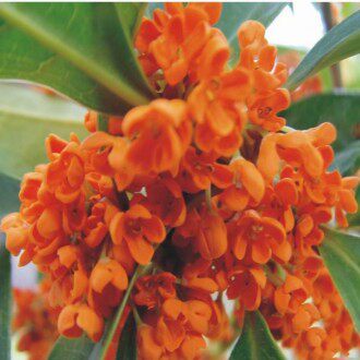 出售高档庭院植物 观赏精品花卉 丹桂 金桂 沉香桂 状元桂特别香