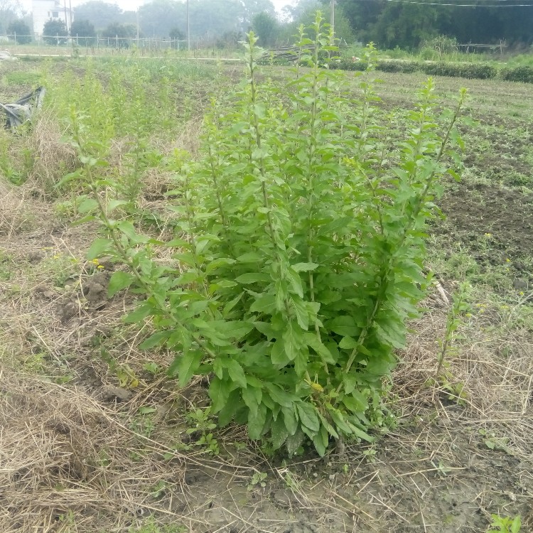 食叶大叶枸杞菜蔬菜容易养