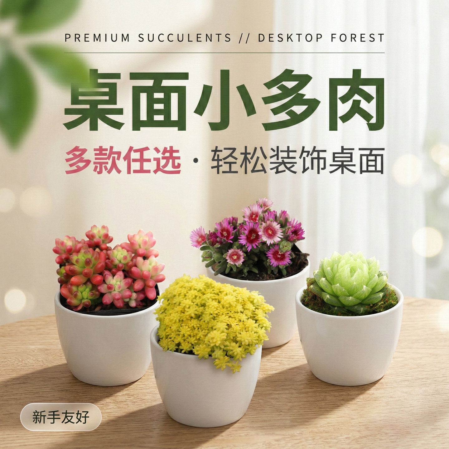 多肉植物盆栽室内装饰好看精品好养公司活动幼儿园摆件办公室桌面