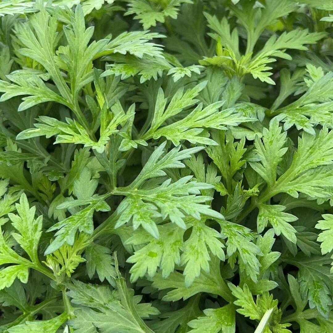 客家新鲜现摘食用艾草手选艾叶青团艾叶糍粑清明果艾板艾丸艾米果