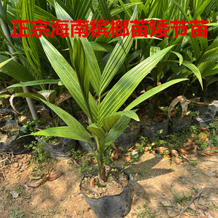 正宗老树海南琼中槟榔苗矮节苗乐东槟榔树户外景观树苗可食用水果