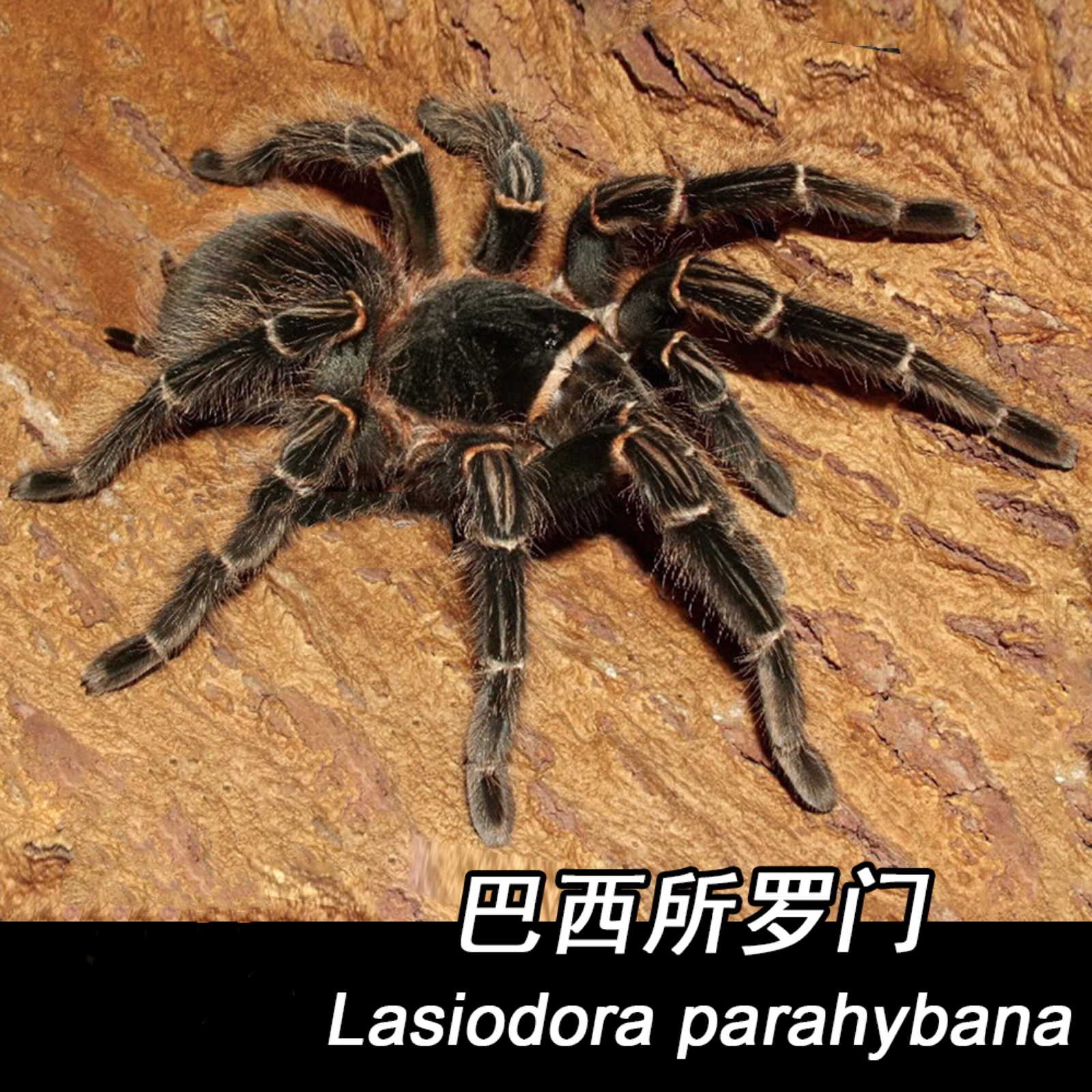 网红新手入门品种巴西蜘蛛