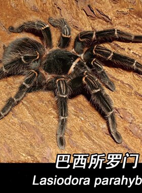 网红新手入门品种巴西蜘蛛
