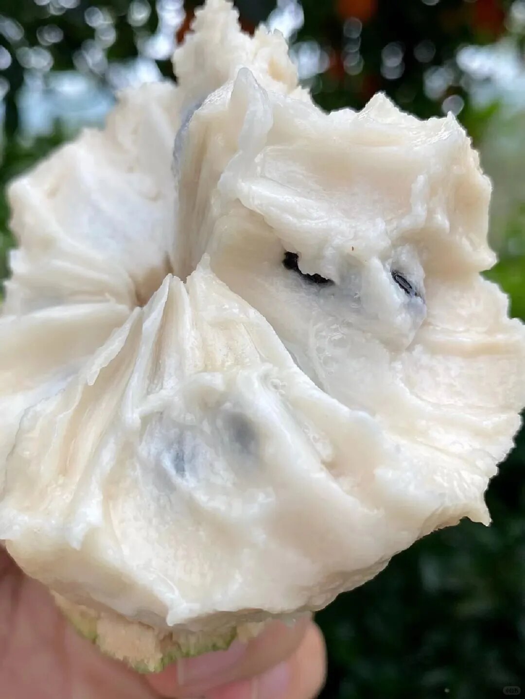 大目释迦苗嫁接南方阳台盆栽