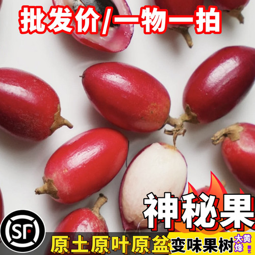 神秘果苗变味果当年结果盆栽树苗