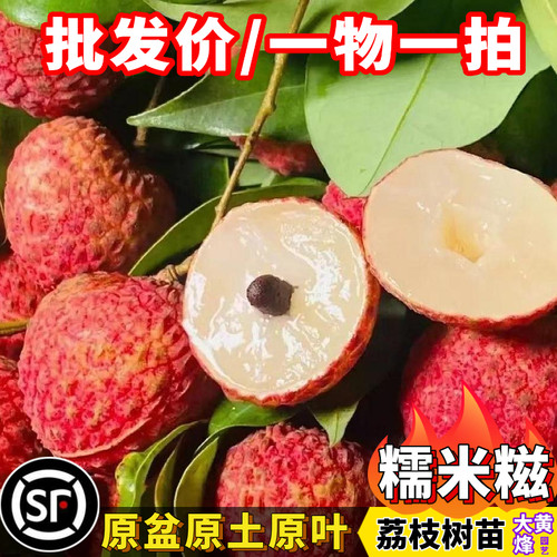 正宗增城仙进奉荔枝糯米糍荔枝苗