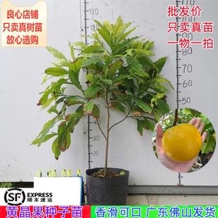 黄晶果苗新品台湾黄金果蛋黄果四季结果南方阳台庭院盆栽地栽树苗