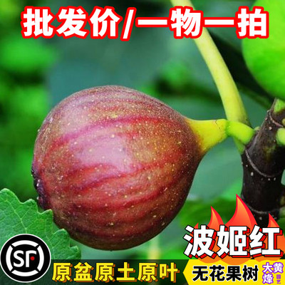 正宗波姬红大果无花果苗当年结果