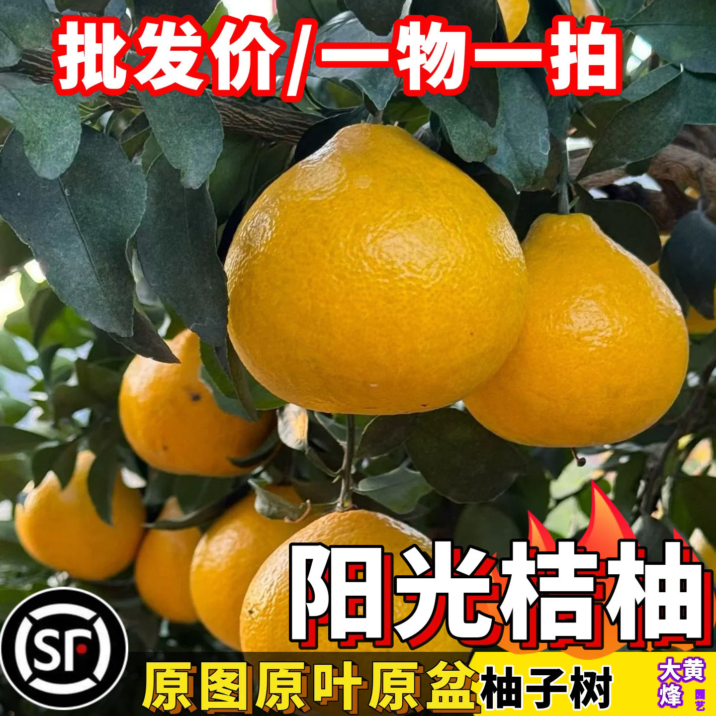 阳光桔柚果树苗大果品种皮薄肉厚果肉细腻纯甜多汁嫁接易活树苗