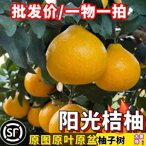 阳光桔柚果树苗大果品种皮薄肉厚果肉细腻纯甜多汁嫁接易活树苗