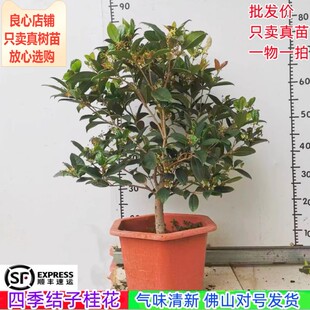 桂花苗正宗结子桂花四季 开花味清新自然南方阳台庭院盆栽地栽树苗