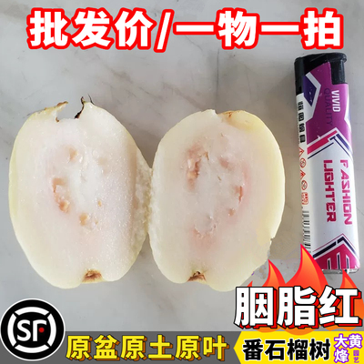 胭脂红番石榴芭乐果树苗香软糯滑