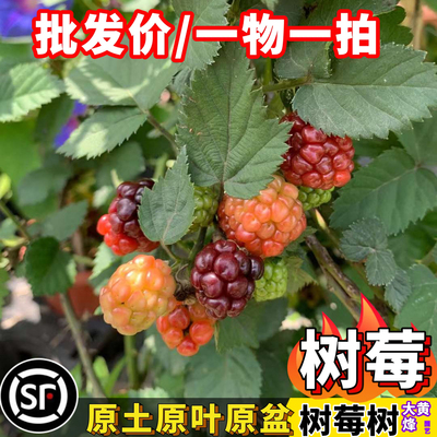 法国树莓当年结果南方庭院盆栽树