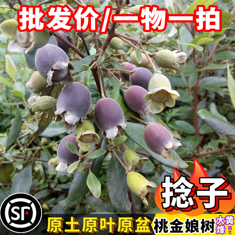 稔子苗山捻子苗桃金娘科盆栽树苗