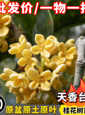 天香台阁桂花黄金桂树苗当年开花