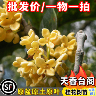 天香台阁桂花黄金桂树苗当年开花南方庭院盆栽大黄蜂园艺一物一拍