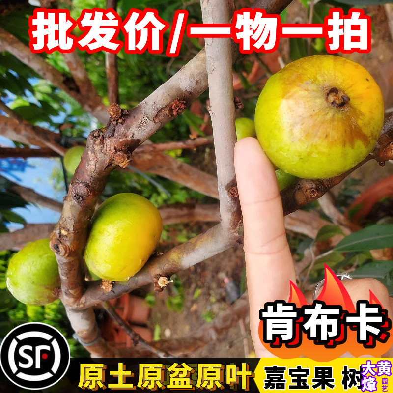 嘉宝果苗新品台湾肯布卡大果黄果树葡萄南方阳台庭院盆栽地栽树苗