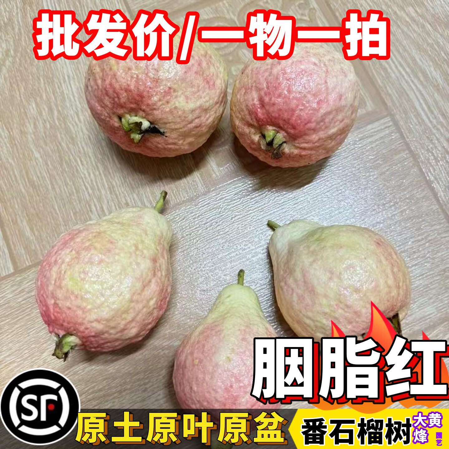 番石榴树苗正宗增城胭脂红番石榴当年结果南方盆栽果树大黄蜂园艺