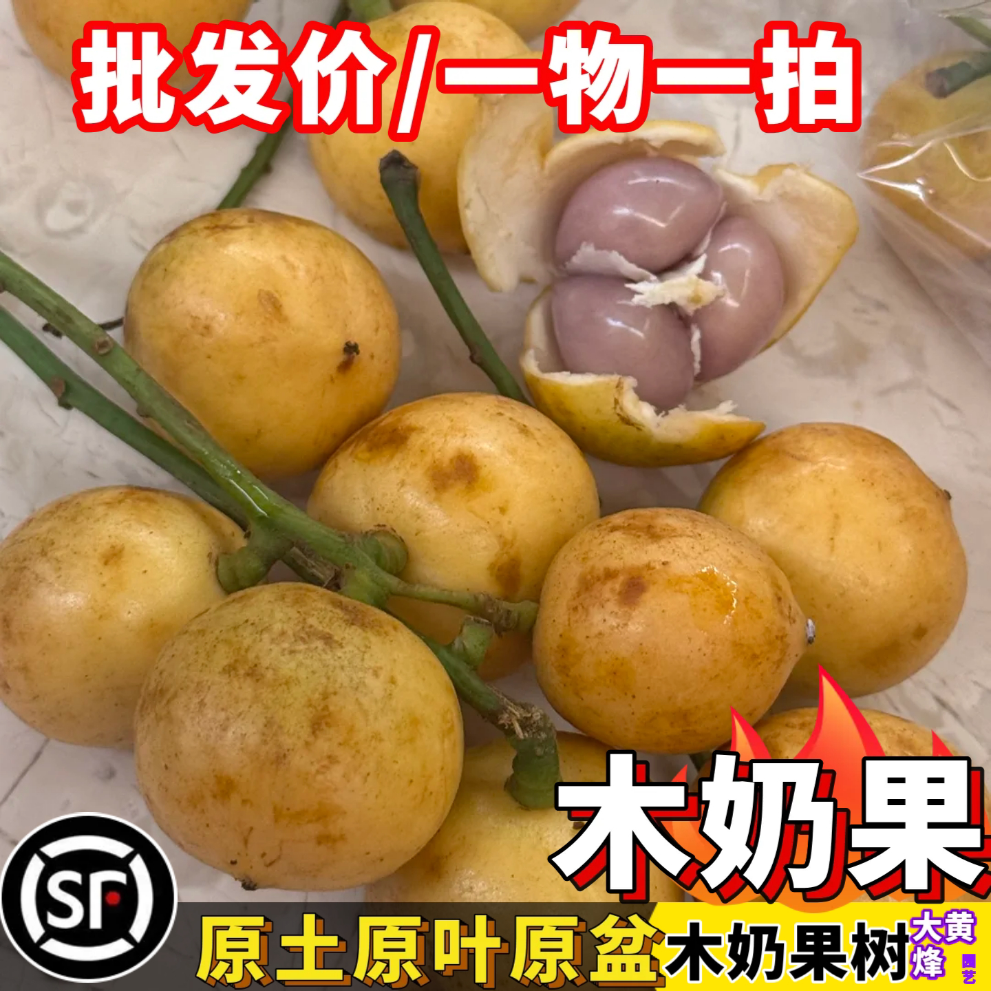 南方种植黄皮木奶果苗嫁接苗阳台庭院盆栽树苗带土带叶好养易活
