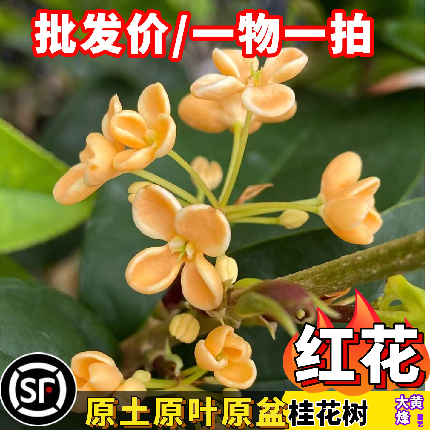 桂花树苗正宗红花天香台阁黄金桂花当年开花南方盆栽绿植一物一拍