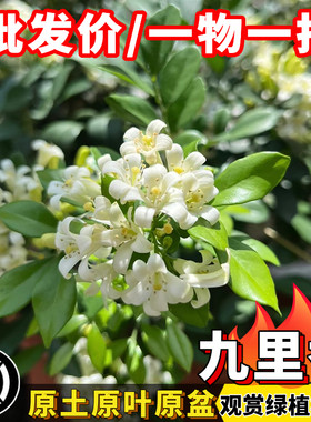 九里香七里香千里香树苗当年开花