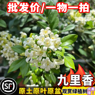 九里香七里香千里香树苗当年开花净化空气绿植花卉南方盆栽盆景树