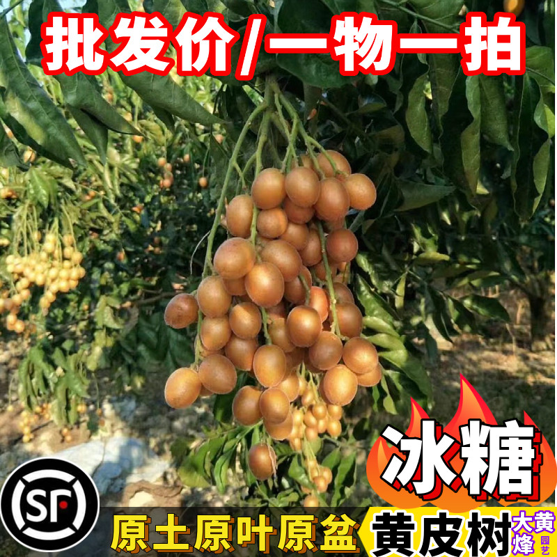 黄皮果树果苗无核黄皮冰糖黄皮嫁接苗当年结果南方盆栽大黄蜂园艺