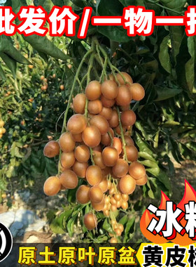 无核黄皮冰糖黄皮嫁接苗当年结果