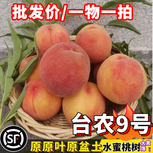 水蜜桃树苗台农7号9号大果水蜜桃黄油桃嫁接苗大黄蜂园艺一物一拍