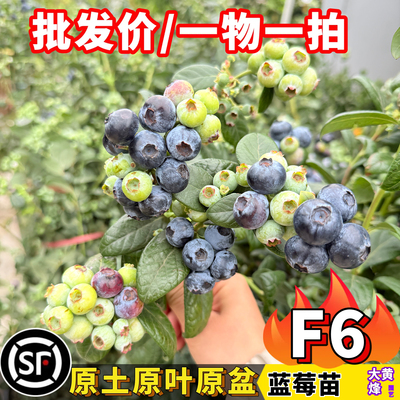 F6蓝莓树l25大果花香蓝莓果树苗