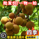 龙眼苗新品 龙眼嫁接苗开花结果南方阳台庭院盆栽树苗 台湾四季