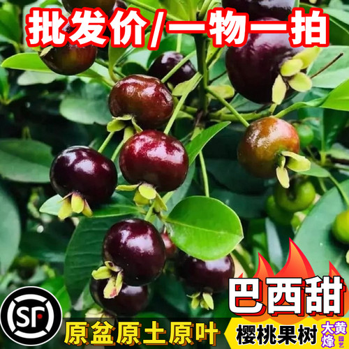 樱桃树苗正宗巴西甜樱桃当年结果南方盆栽果树大黄蜂园艺一物一拍