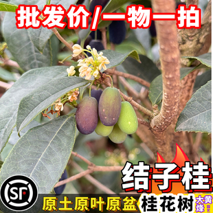 桂花苗正宗结子桂花开花味清新自然南方阳台庭院盆栽地栽树苗