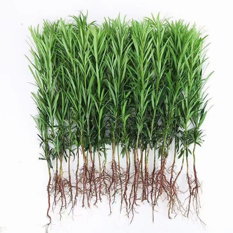 直播下单链接先选罗汉松罗汉竹金花茶桂花付相应金额不用优惠券