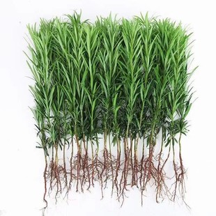 直播下单链接先选罗汉松罗汉竹金花茶桂花付相应金额不用优惠券