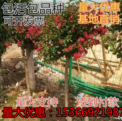 紫薇树苗红火箭苗紫薇花树苗百日红zu红火球苗天鹅绒红花苗紫薇苗