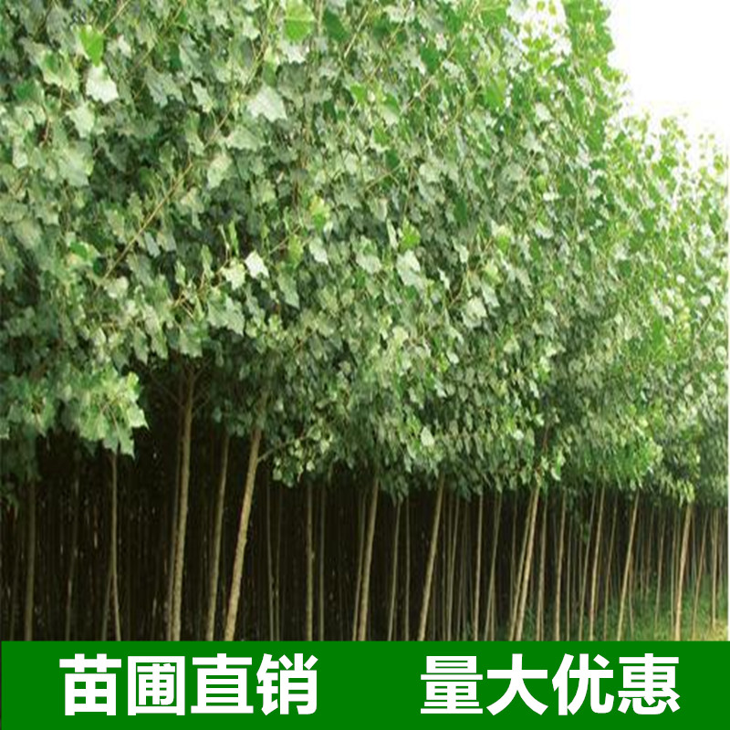 树苗3804速生白杨107无絮占地苗