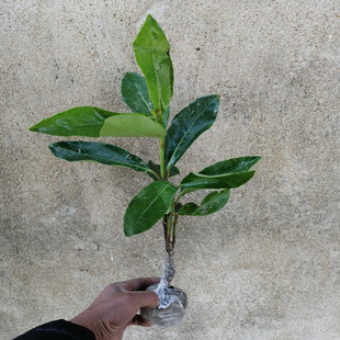 法国冬青树苗 绿化苗 法国冬青树  围墙植物 珊瑚树苗 绿篱树苗